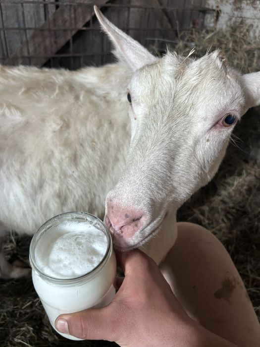 Vand vitele si o capra