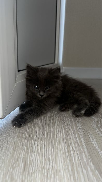Отдам котенка в добрые руки