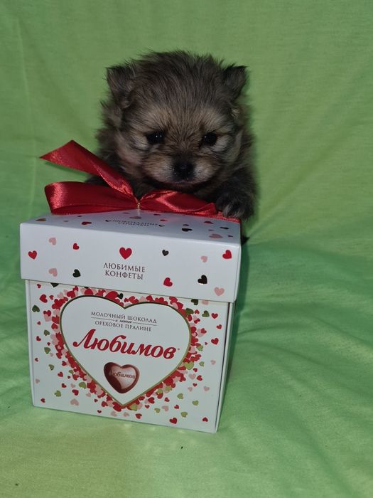 Продам щенка шпица.