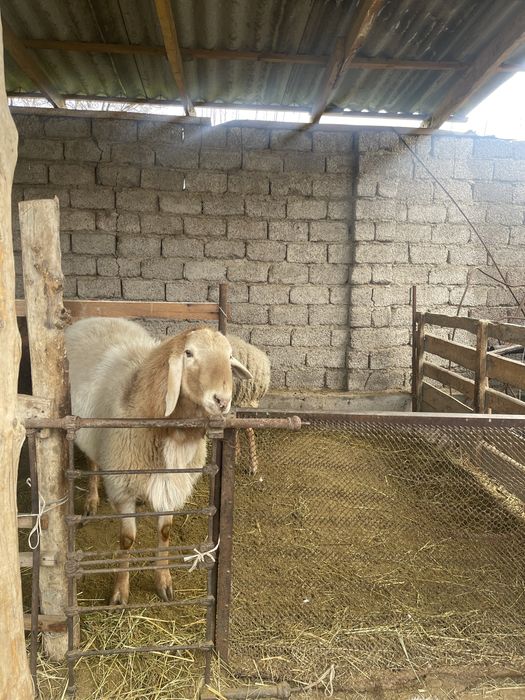 Арашан тозза. Arashan qochqor