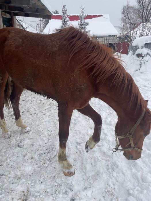 Ат сатылады! Құнан 2,9 ай