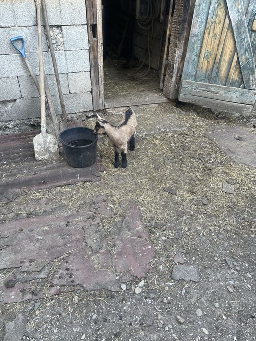 Vand capre alpin francez