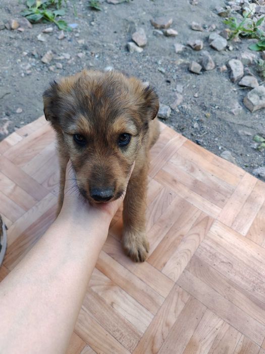Отдам щенка в добрые руки