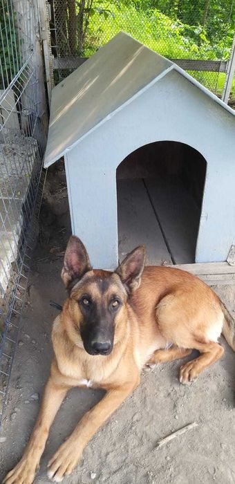 Belgian Malinois  - își caută un nou stăpân