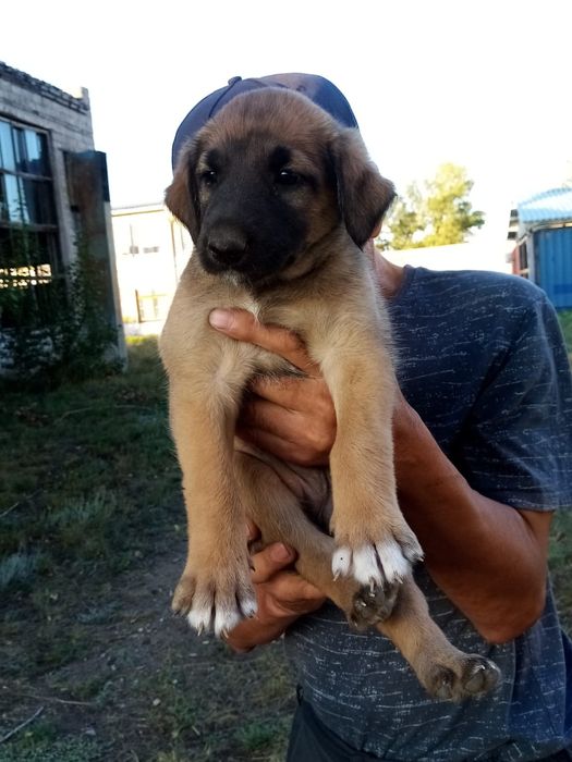 Очаровательные щенки ищут дом Бесплатно !