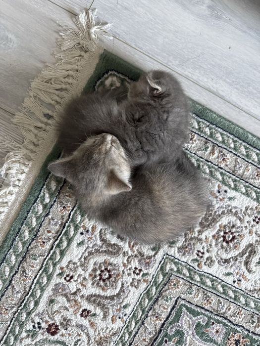 Продам котенка 1.5 мес