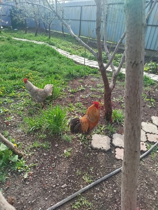 Продам молодых петухов