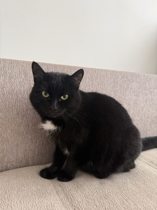 Отдам кошечек бесплатно