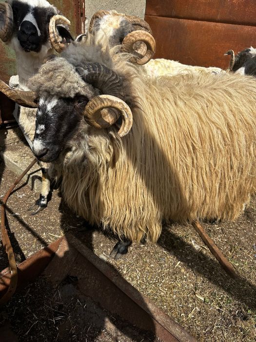 Vând berbec bucălau