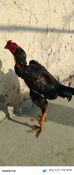 Тозза конли жужа