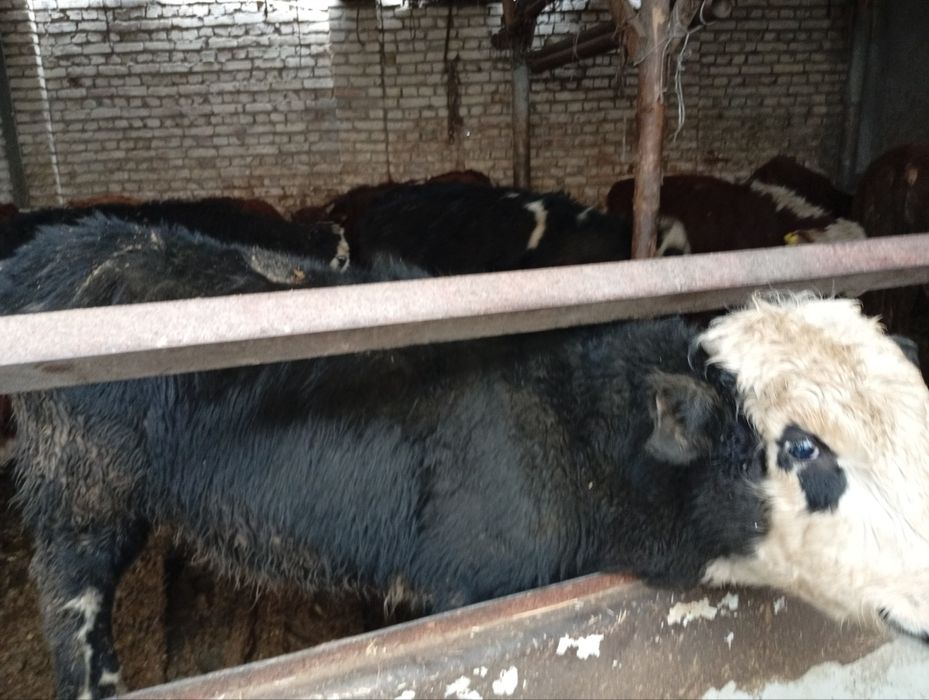 Greyfrut, Mikki Maus smental mollari