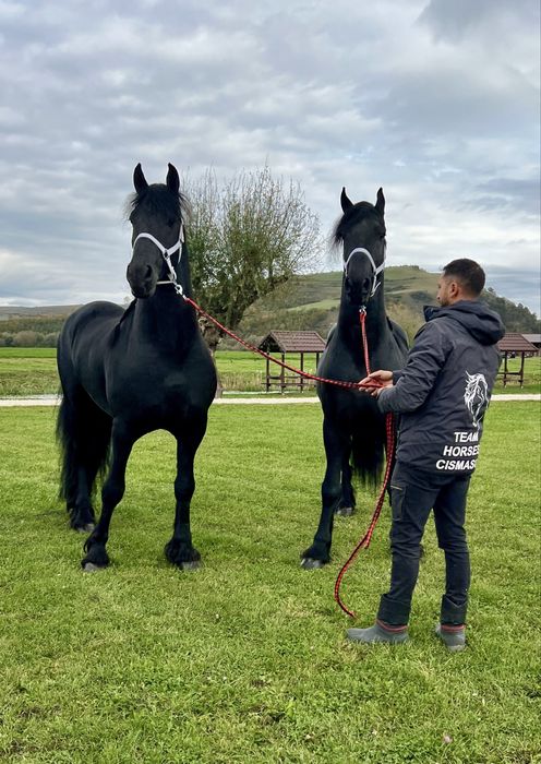 Friesieni Pereche Armăsari Frizieni Frizian Friz