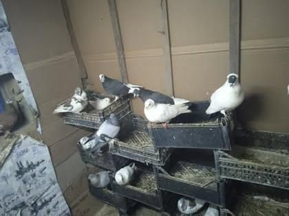 Срочно продам галубей