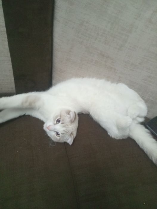 Зотдор мушуклар сотилади