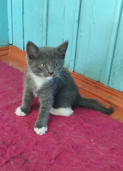 Отдам котят в добрые руки