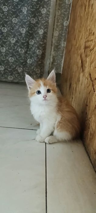 Отдам котят ,помесь с майкуном