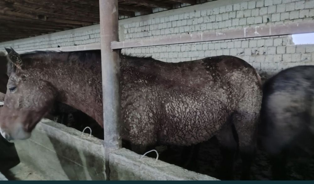 Жылқы еті, жылкы ет,  соғым мясо