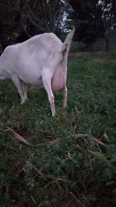 Ешкі + 2 Лағымен