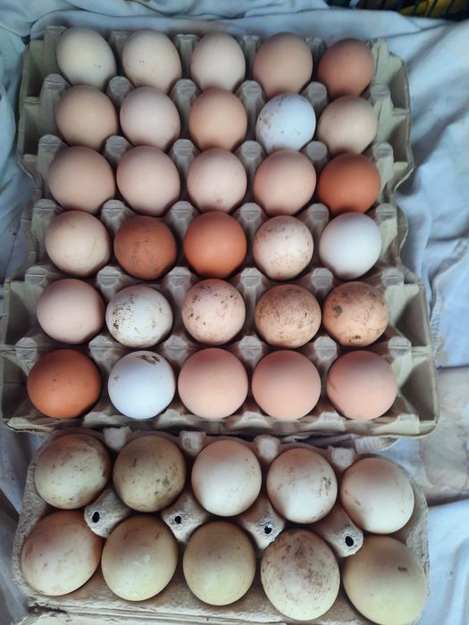 Vand oua de gaina,rata lesasca si bibilica