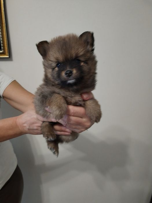 Продават се 5 броя мъжки кученца порода Померан-Шпиц