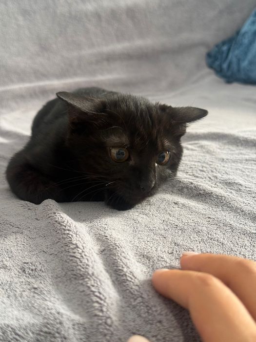 Отдам котенка в добрые руки