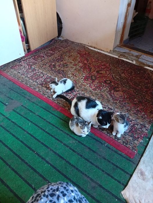 котята отдадим добрые руки