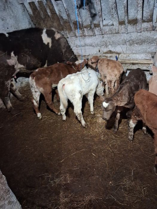 Vând taurasi baltati și belgieni