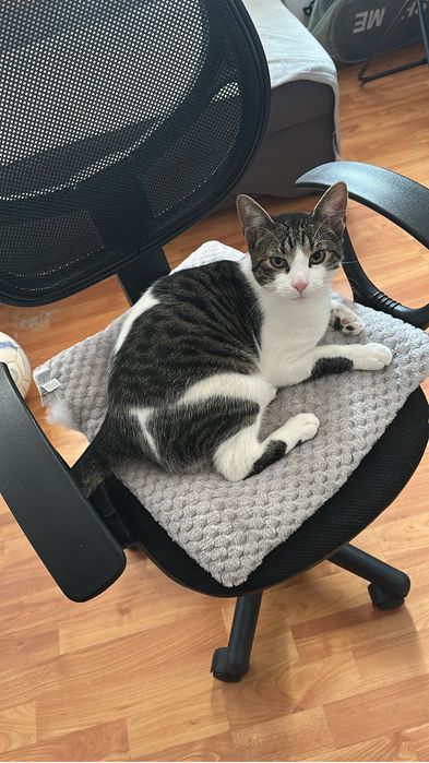 Adoptie Motan European