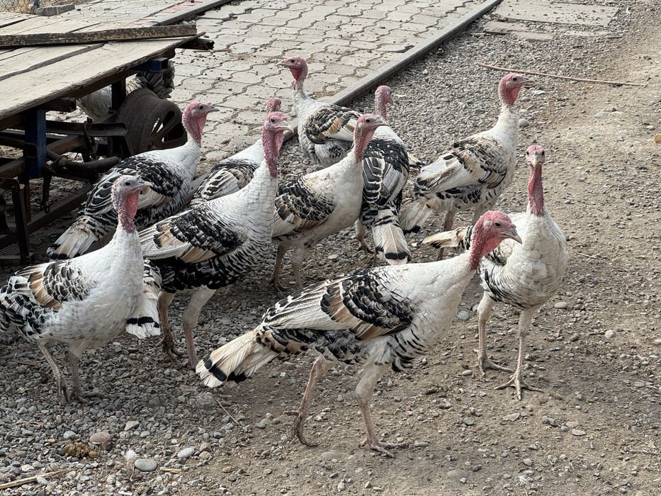 Kurka индюк sotiladi. So’yib ham beramiz