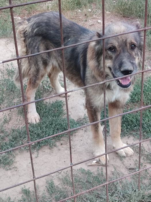 Қазақы төбет иттер