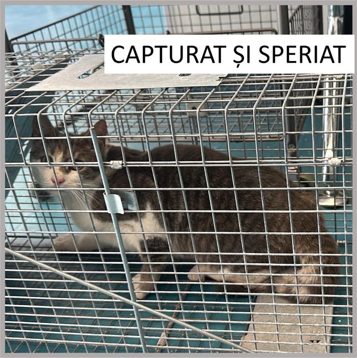 ADOPȚIE - Motănel de 9 luni