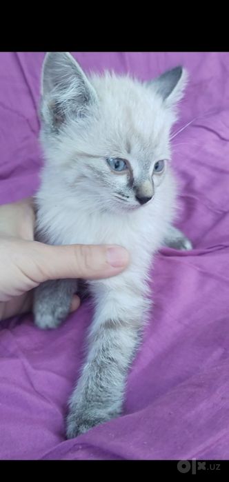 Котёнок сиамский