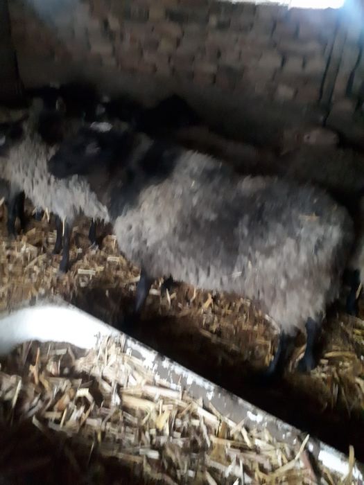 Бараны романовские