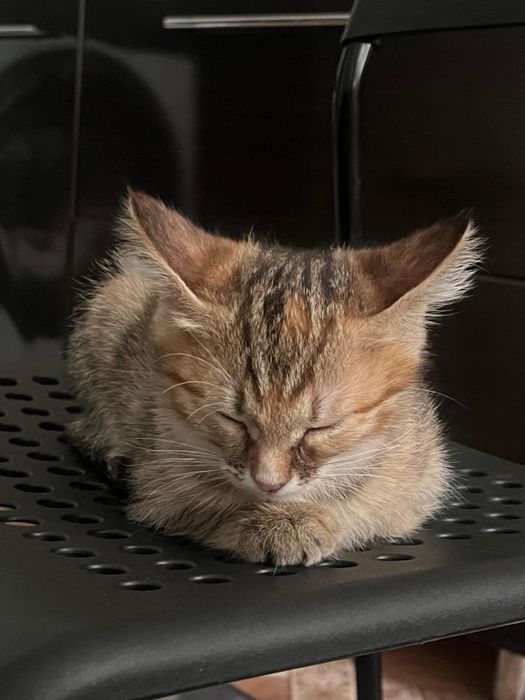 Кошечка в добрые руки