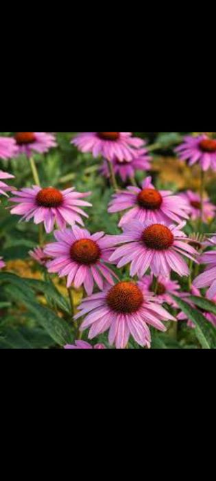 Lot flori ghiveci, gradina