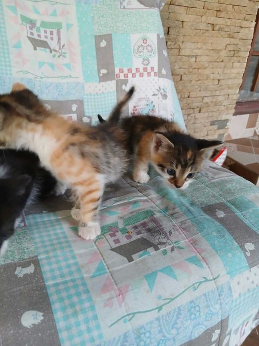 Adoptii pui pisica