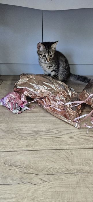Котенок мальчик 2 месяца