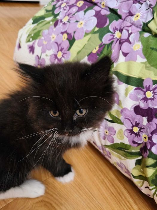 Котята 2 месяца продам