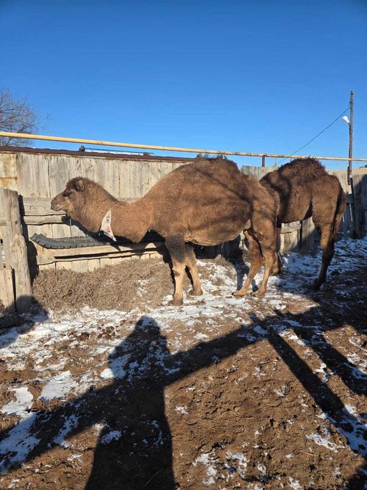Сүтті буаз түйе, аруана сатылады