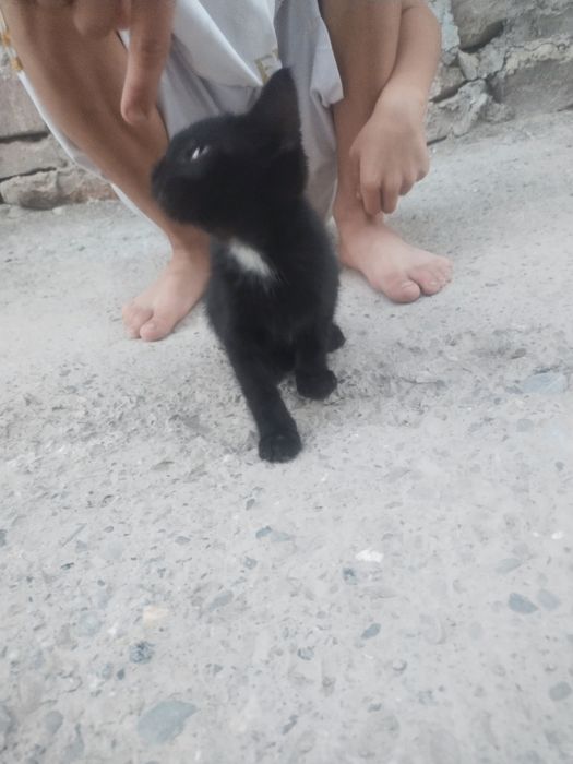 Кошка британская