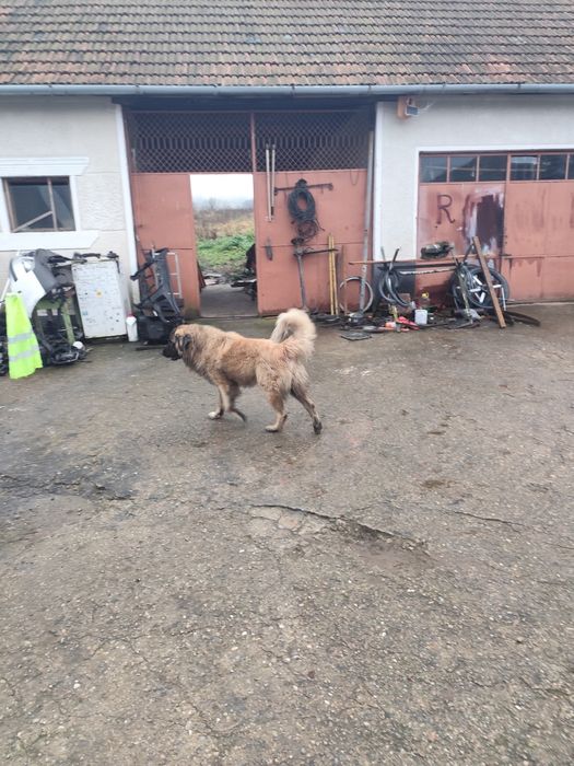 Mascul Ciobanesc caucazian accept și schimb cu alte animale de fermă.