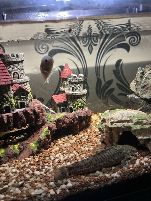 Acvariu cu pesti si filtre