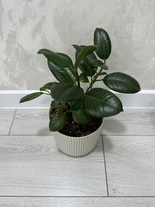 Фикус 4500 тенге