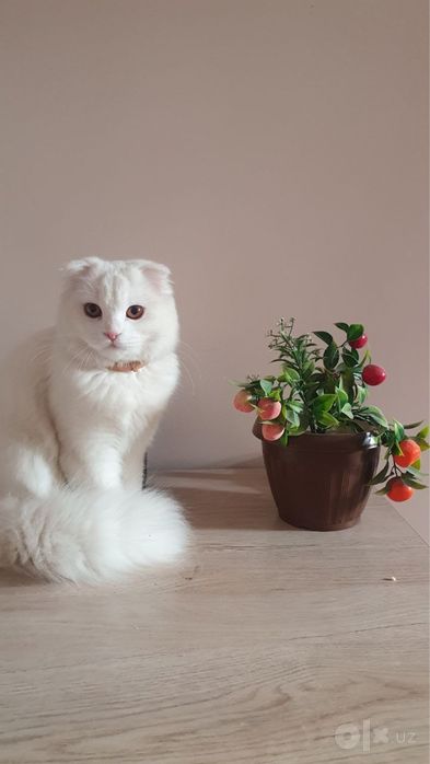 Белый скоттиш страйт 2 месяца