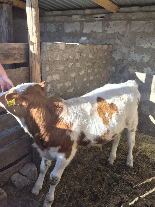 Продам бычка 4 месяца