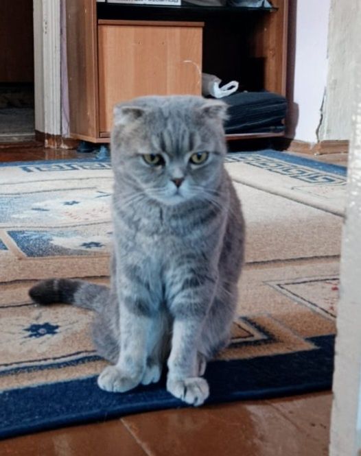 Отдам кошку в добрые руки