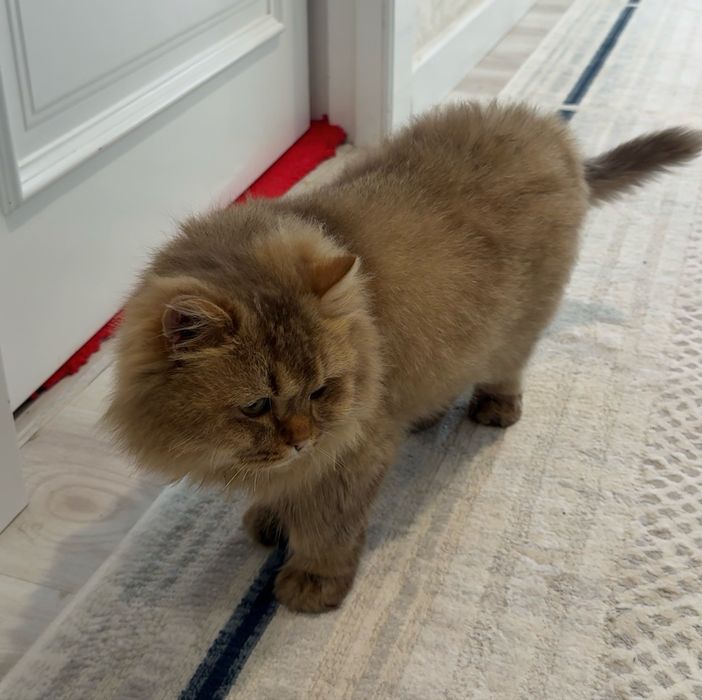 mushik sotiladi gibrid