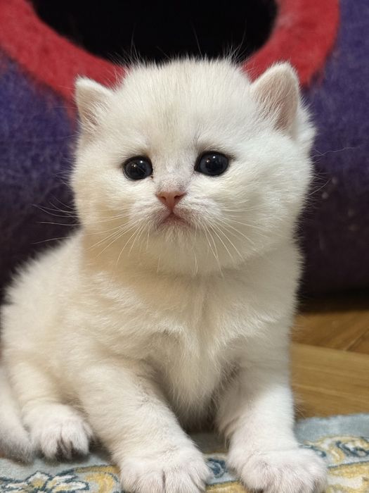 Британская шиншилла!