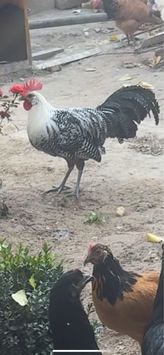 Brekkel xo’roz sotiladi.