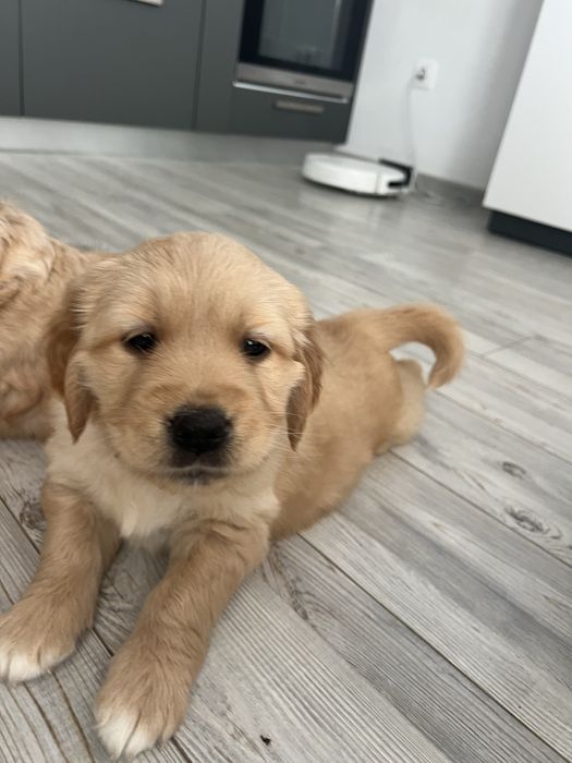 Кученца Голдън Ретривър